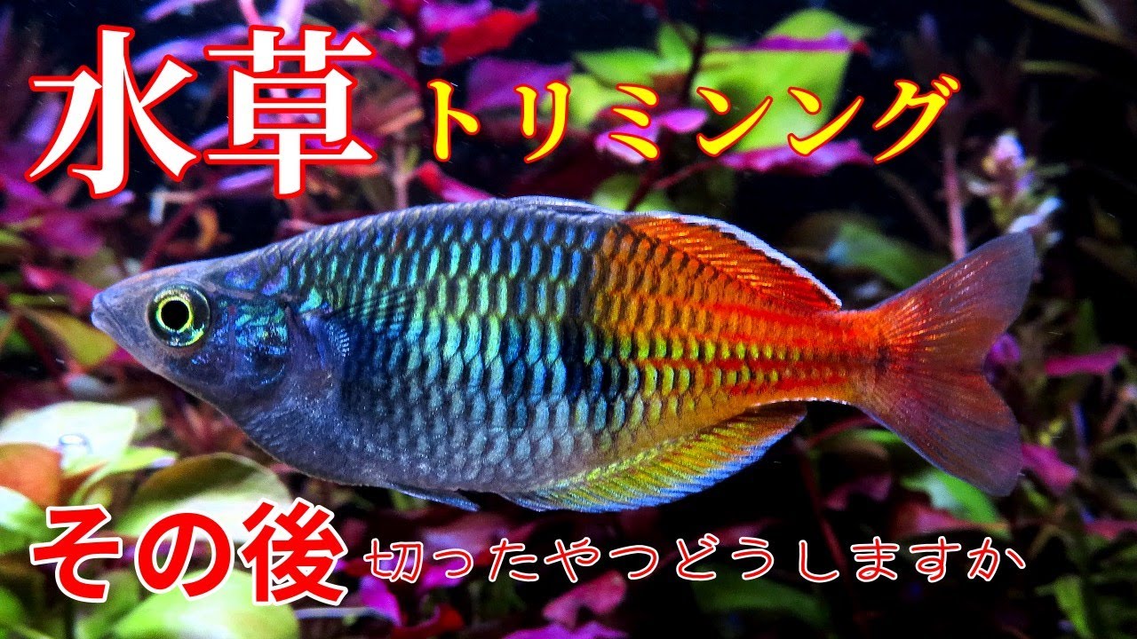 アクアリウム/水草トリミング/再利用】せっかく赤くなった水草を