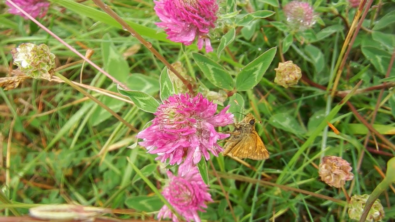 Large skipper feeding