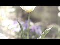 memento/TK from 凛として時雨 Ling tosite sigure Piano cover SAINOU 彩脳 収録曲