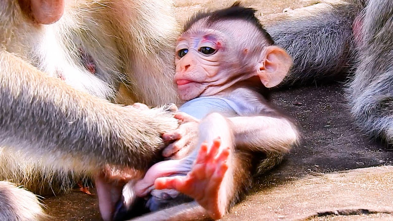 Mommy Follow Baby Monkey “Popular Daily “