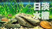 水草とタナゴ 川底を再現 90センチ日淡水草水槽をのぞいてみた Gopro Youtube 水草とタナゴ 川底を再現 90センチ日淡水草水槽をのぞいてみた Gopro Youtube