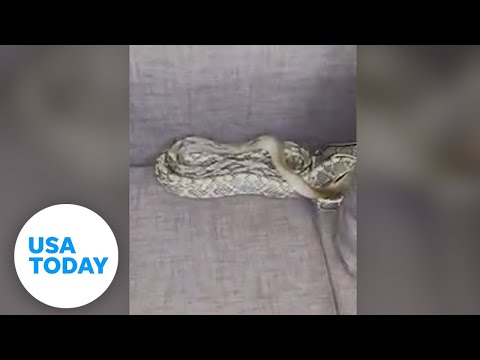 California man discovers 7-foot-long snake behind sofa | USA TODAY