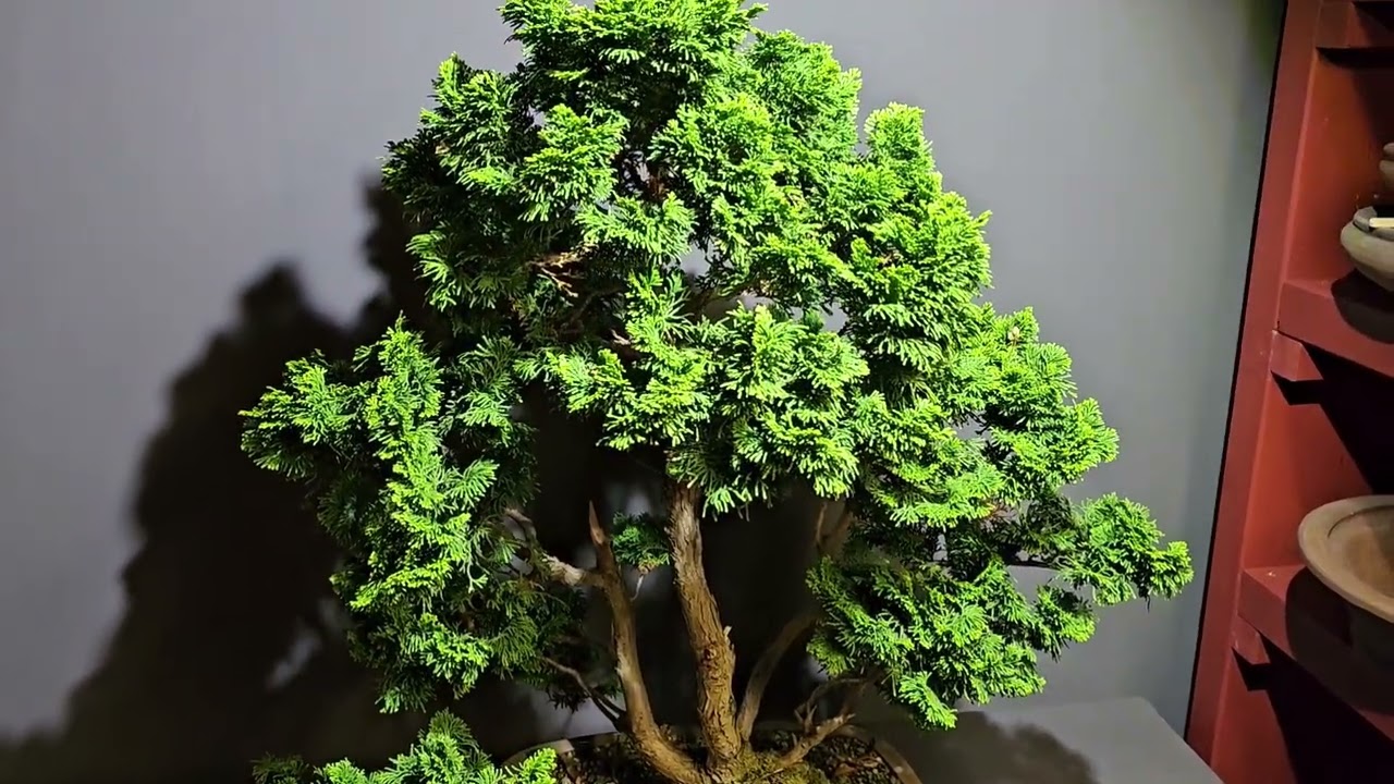 Bonsai Gestaltung  Hinoki Scheinzypresse -