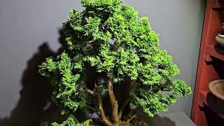 Bonsai Gestaltung Hinoki Scheinzypresse -