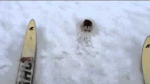 A Lemming did not let me to ski right there, in the midle of a large snowfield