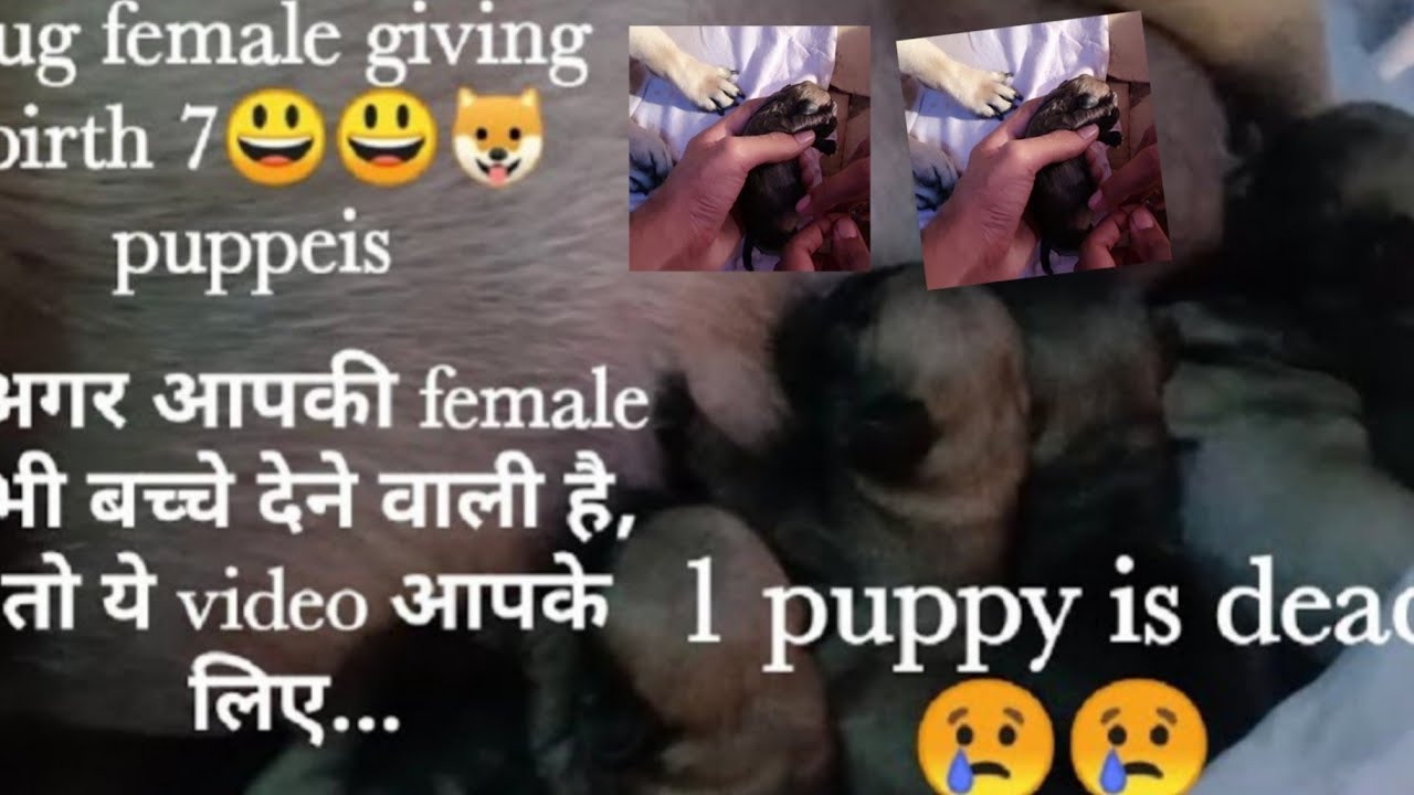 Dog ki delivery ghar par kaise karen female dog delivery symptoms //pug dog female delivery in hindi