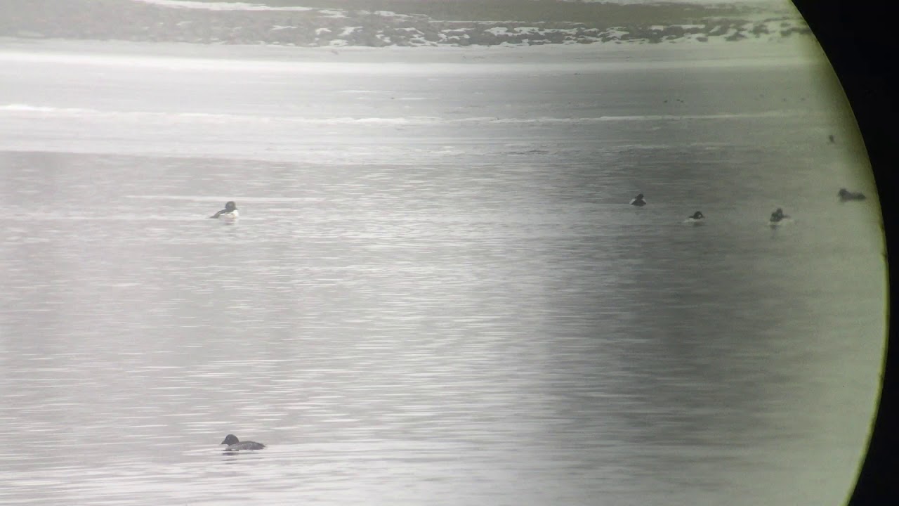 Hooded Merganser x Common Goldeneye Hybrid 