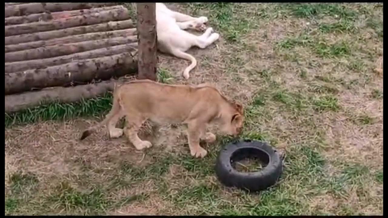Земля прайда парк фото