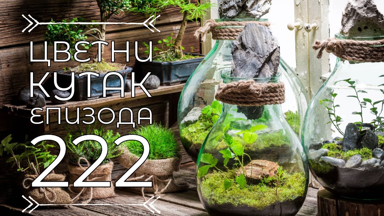 Cvetni kutak ep. 222 08.02.2024. Vlažni terarijum, razmnožavanje havajskog hibiskusa, Bara Reva