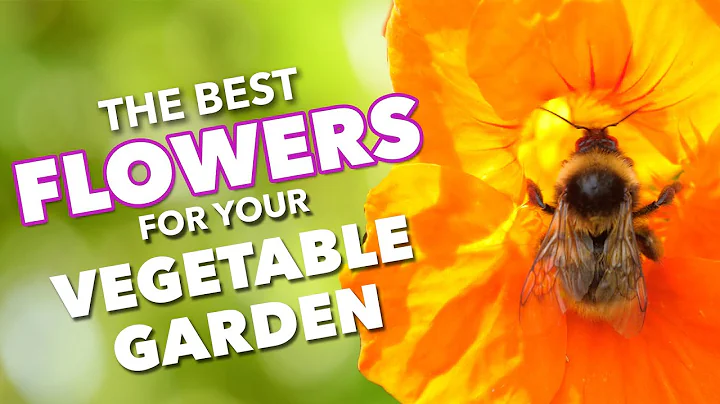 The Best Flowers To Boost Vegetable Gardens 🌺🐝 - DayDayNews