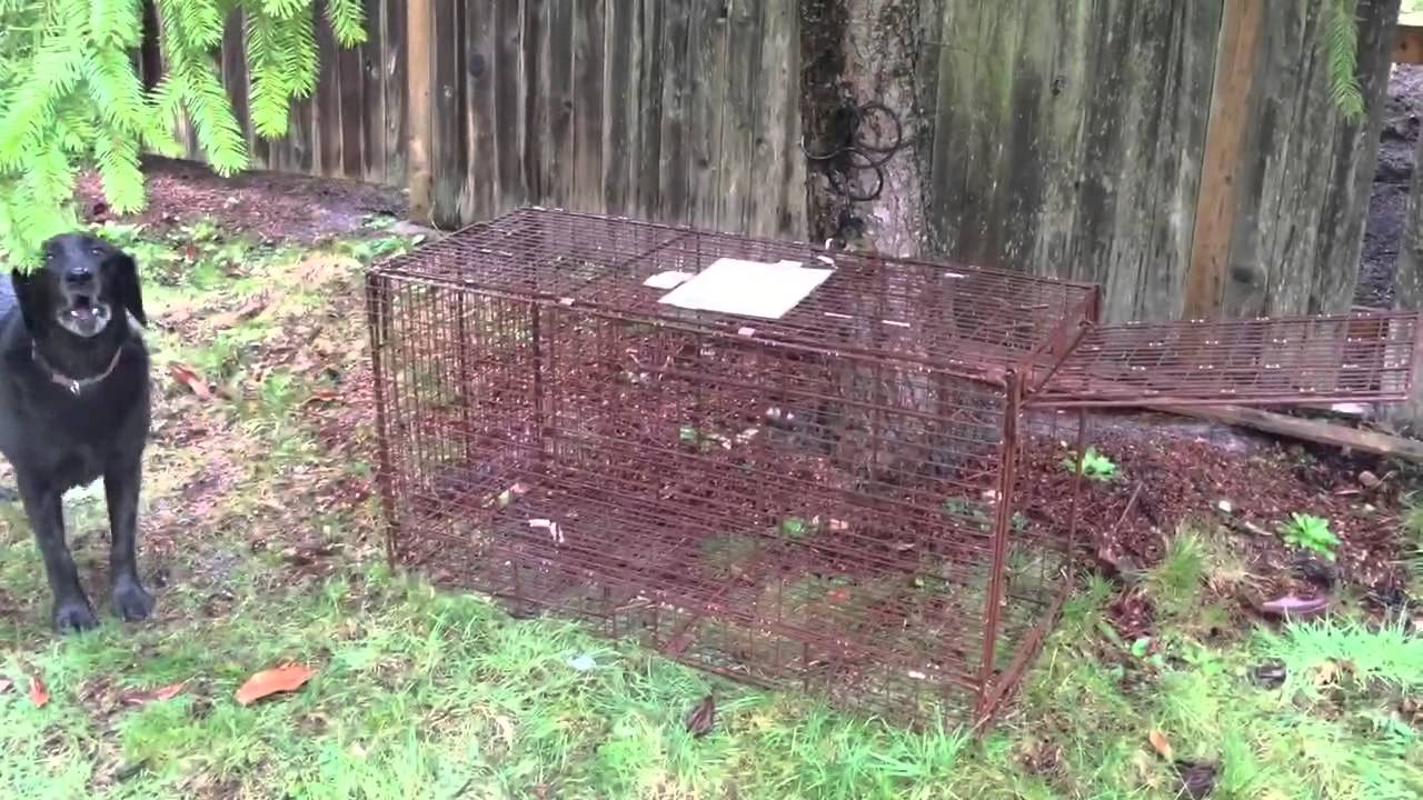 Humane Trap Demo with Kelsy YouTube