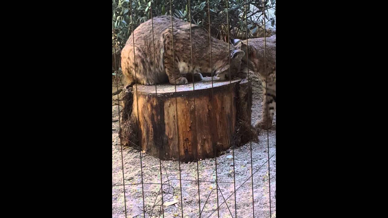 camera iphone 8 plus apk The living desert zoo part 3