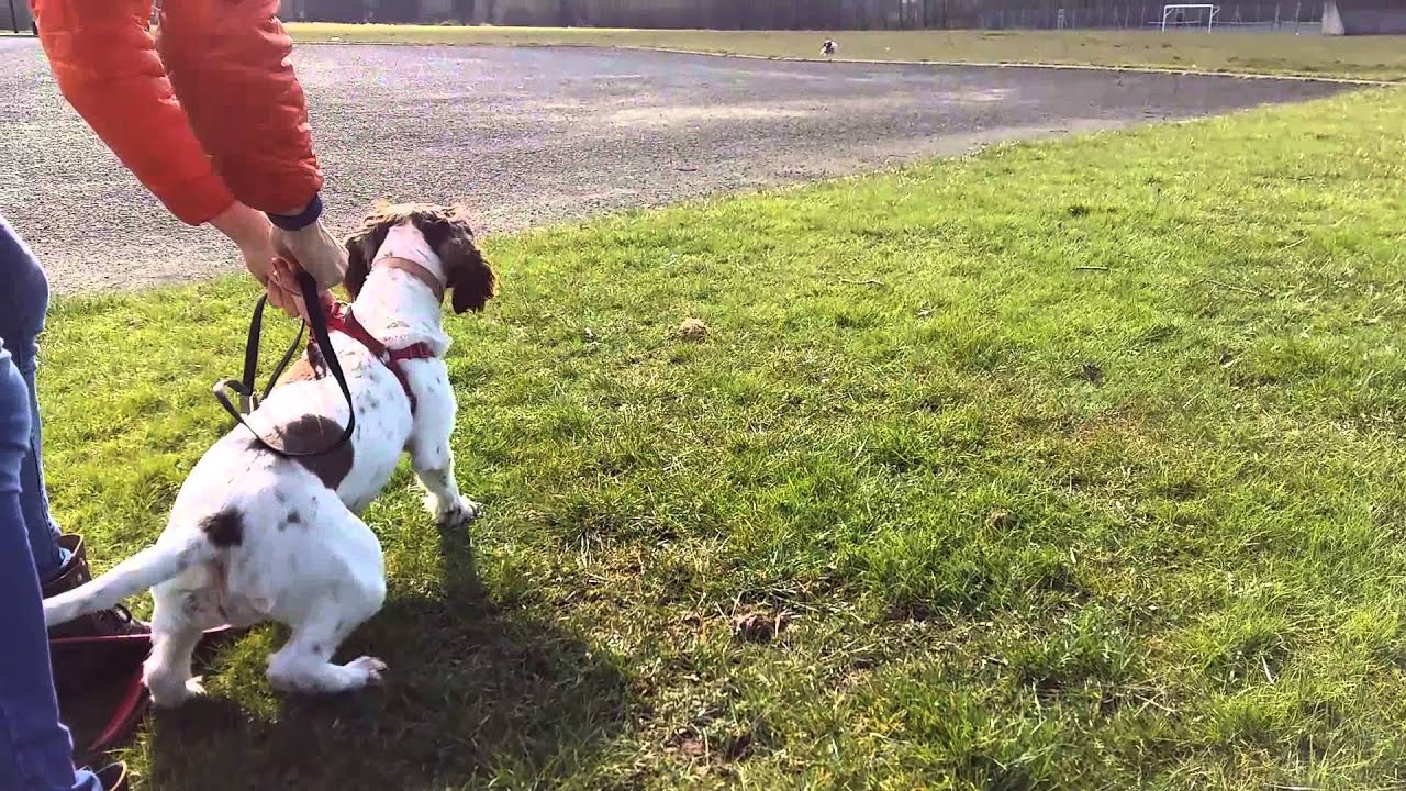 Train your Springer Spaniel to Stay YouTube