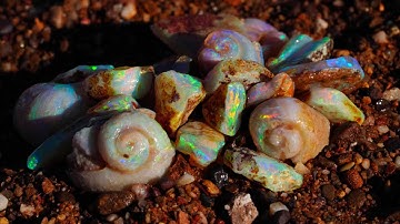 Ancient Sea Fossils Uncovered In The Aquarium Opal Mine!