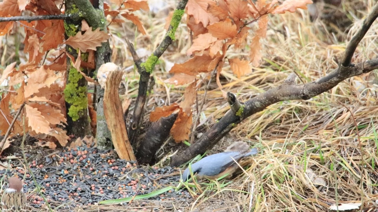 na kŕmidle za dažďa (1)