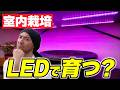 【初心者注意】室内栽培は実は難しい。LEDライトでも苗作りで失敗する2つの原因