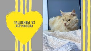 История одной уличной кошки