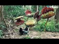 The Man Almost Died At The Mouth Of The Rafflesia Mega Crocodile YOUKU MONSTER MOVIE The Man Almost Died At The Mouth Of The Rafflesia Mega Crocodile YOUKU MONSTER MOVIE