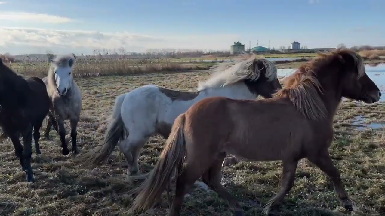 Islandpferde auf der Winterweide (ehemals Faxabol) bei Oranienburg 
