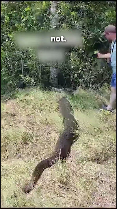 This Snake Wasn’t Asleep