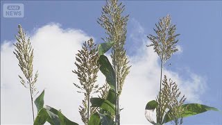国産原料でバイオ燃料生産　脱炭素への取り組み加速(2025年8月30日)