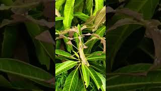 Leaf-Cutting Weevil Deporaus Marginatus & Two Horned Weevil Myllocerus Spp Attack In Mango