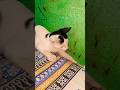 #cat funny reels