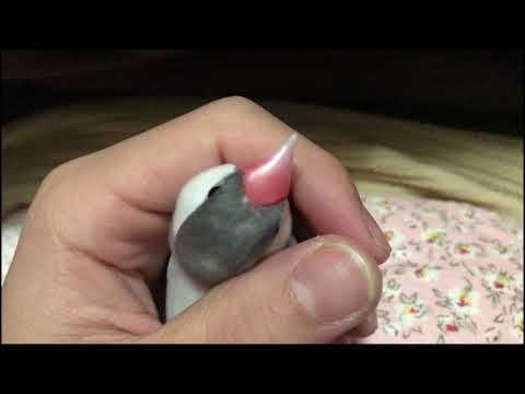 文鳥　シルバー文鳥　かわいい　Java sparrow