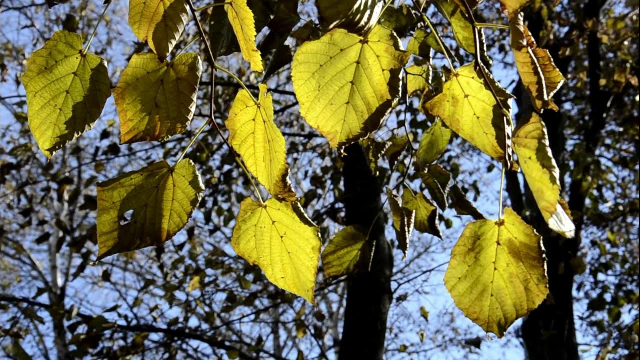 Как выглядят листья клипы
