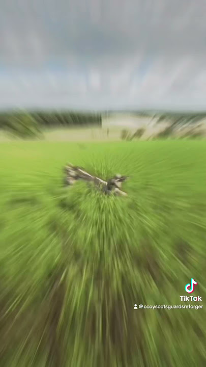 C Coy, 1st bn, Scot’s Guards Milsim