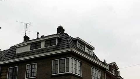 Swift entering nest place Tweede Walstraat, Nijmegen, the Netherlands