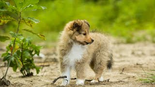 The Shetland Sheepdog Grooming Frequency for Dogs with Weather Resistant Coats