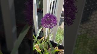 2026/05/18 大蔥花終於開花啦!Allium finally blooms. #allium #flowers #gardening #大蔥花 #球根