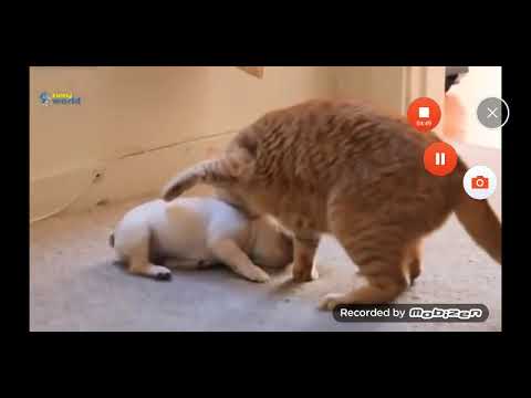 Видео: Новото състояние на котката на Schredenger ви позволява да сте на две места едновременно - Алтернативен изглед
