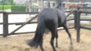 Dressage horse