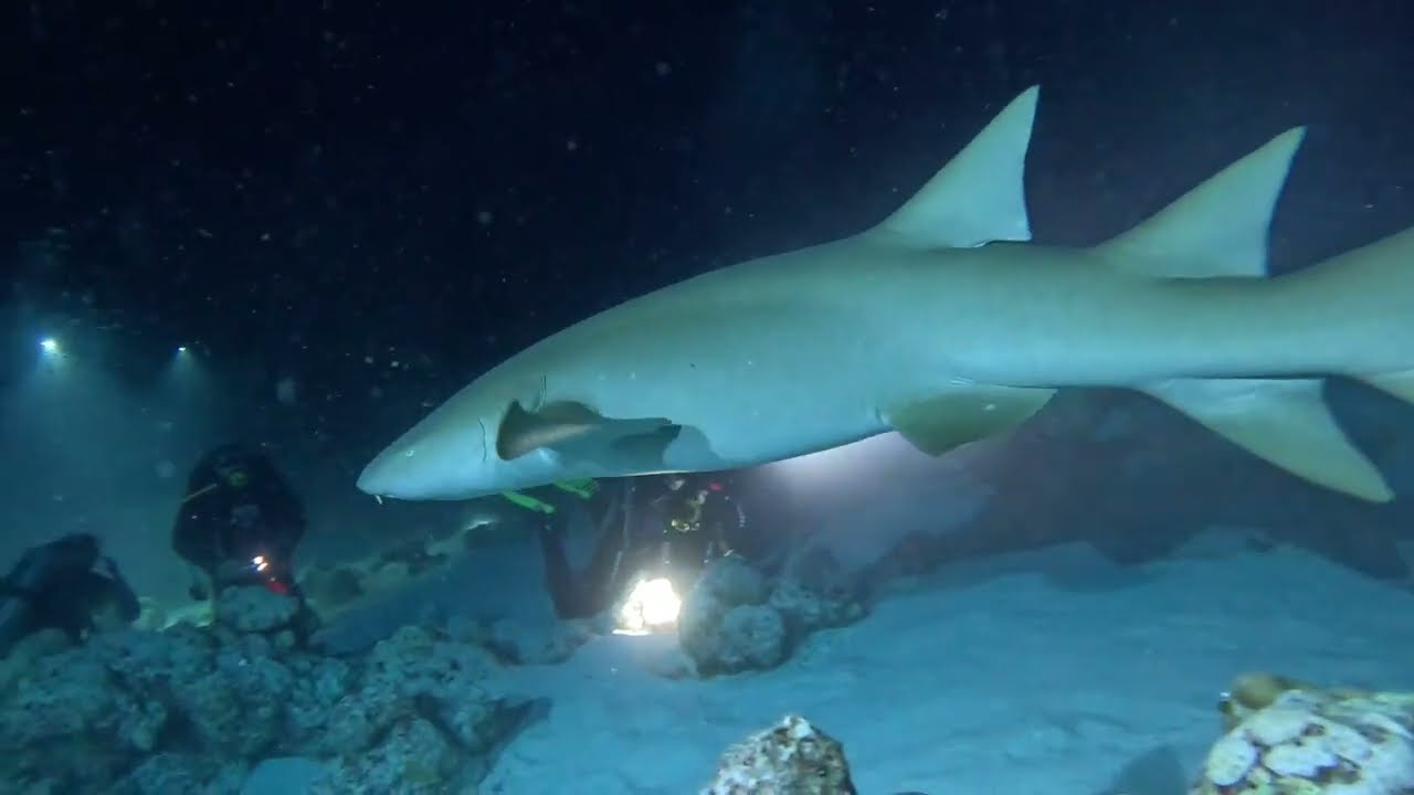 Surrounded by Nurse Sharks! Epic Night Dive at Alimatha Jetty, Maldives 🦈🌙