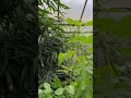 Полет бабочек, Британия