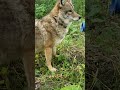 Pet Coyote Gets Belly Rubs And Treats mp3