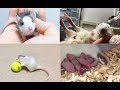 ファンシーラットの生涯／Birth to Death：My lovely rat