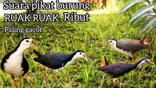 SUARA PIKAT BURUNG RUAK RUAK RIBUT 💯 PALING AMPUH AUTO DAPAT BANYAK