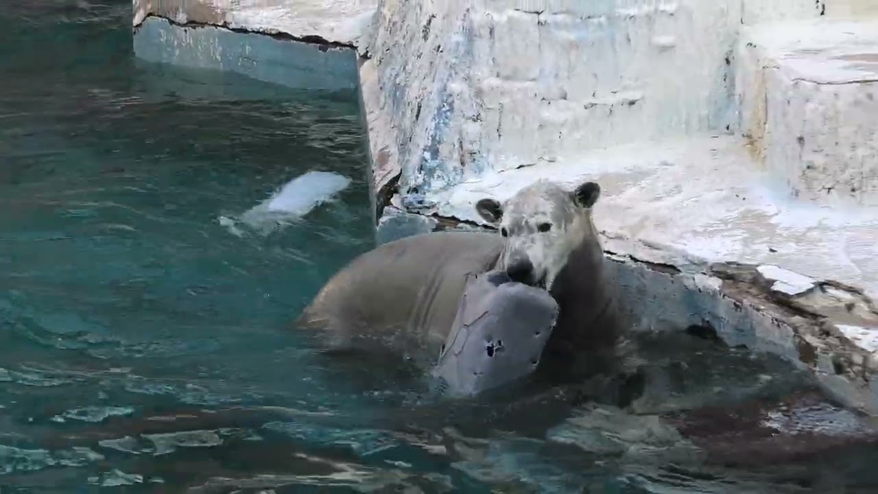ひとりぼっちになって37ヶ月が経ちました… 痛恨のミスでおやつが獲れなくなった後のホウちゃん…　 天王寺動物園のホッキョクグマ 2025年1月27日 6つめ13時40分〜14時10分