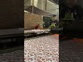 Semua Orang Wajib Introspeksi Diri #gusbaha #ngaji #shortvideo #shorts