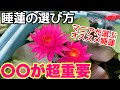 【睡蓮農園】初心者にオススメ睡蓮は○○！選び方は○○が超重要！　メダカ睡蓮ビオトープ　大酒錦　被針紅