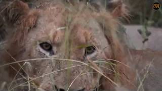 Pt 2 Safari Live&#39;s Sunset Safari Drive at 5:30 PM on March 22, 2018 ( Avocas &amp; Lioness )