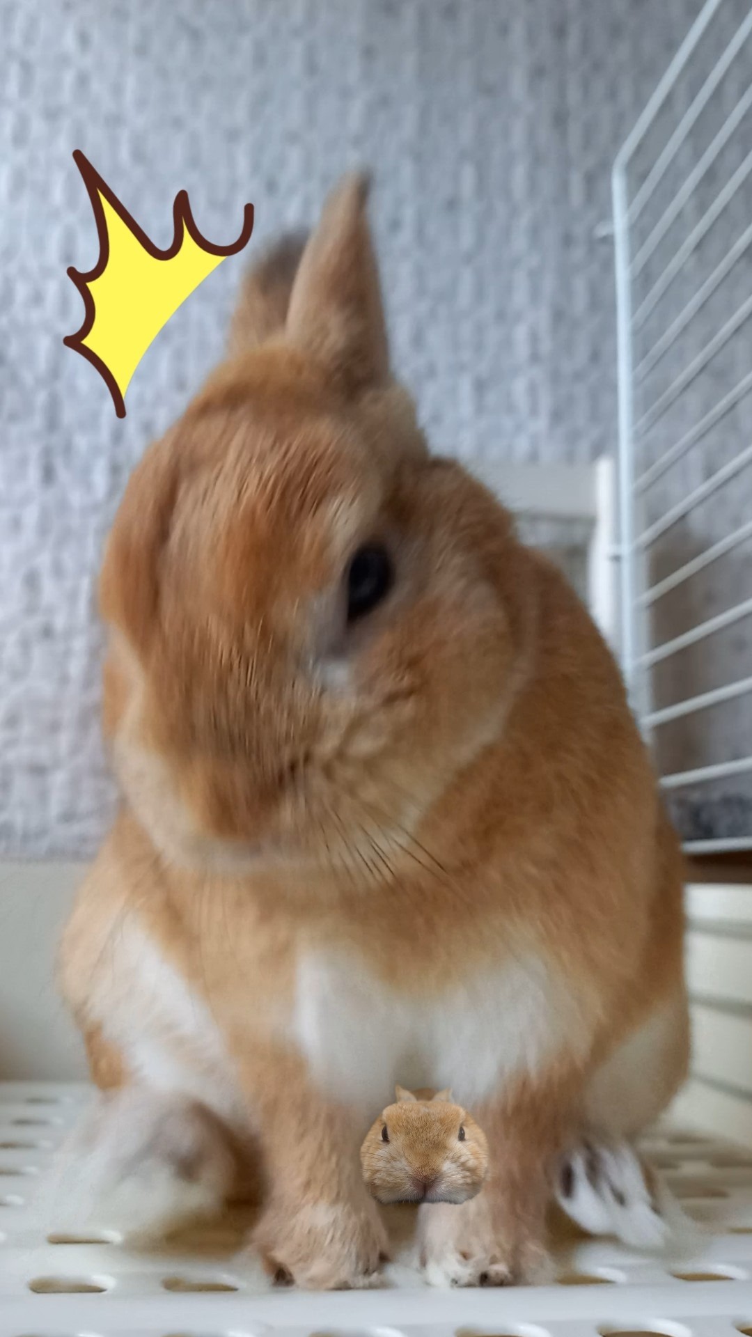 おもしろウサギトレンド5 Funny Rabbit Trends 5 - YouTube