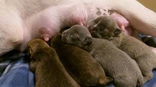 24 Hours Old French Bulldog Puppies Nursing Milk Out Sleeping Mommy