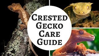 Crested Gecko Care Guide | Care, Diet, And Tank Set Up For Crested Geckos