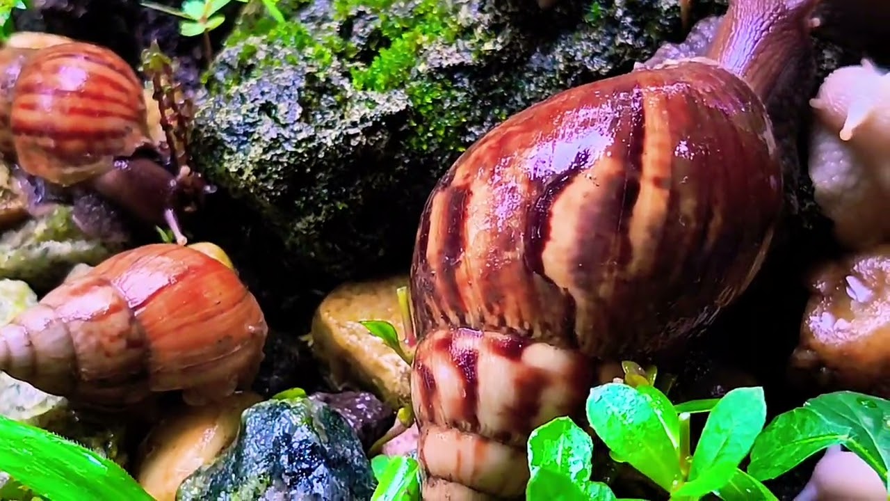 Вы когда-нибудь наблюдали за движением улитки? Время шоу! 