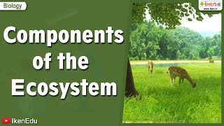Components of the Ecosystem | Science videos | iKen | iKen Edu | iKen App screenshot 4