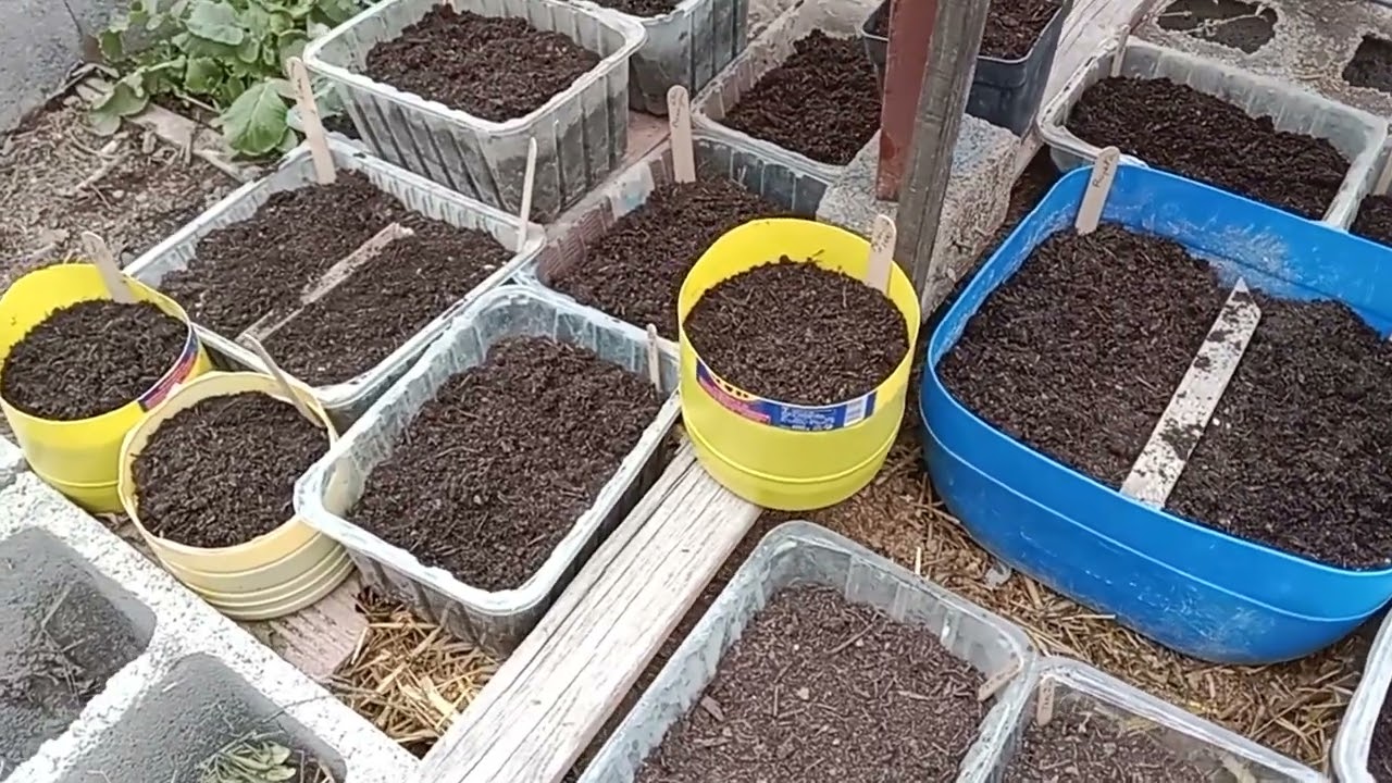 EN FEBRERO LISTO EL SEMILLERO